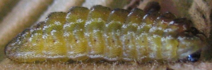 Larvae